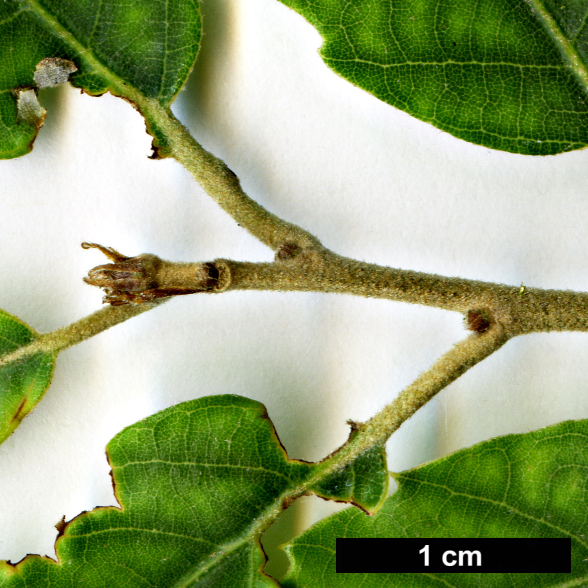 High resolution image: Family: Fagaceae - Genus: Quercus - Taxon: 'Buksenrake Mystery'